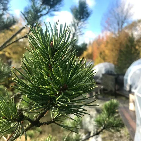 Finndome Luxuszelt 2*