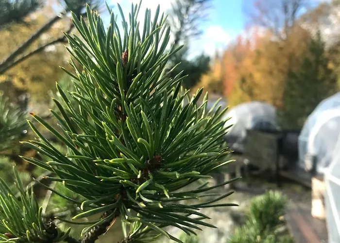 Finndome Luxury tent 2*